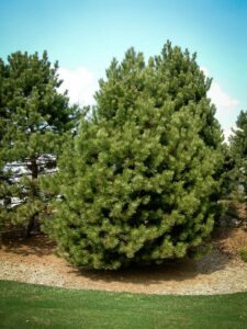 Сосна Чёрная (Pinus Nigra) купить по цене от 270.00р. в интернет-магазине «Посадика» с доставкой почтой в в Дегтярске и по всей России – [изображение №1].