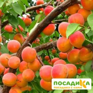 Абрикос Ветеран Севастополя купить по цене от 355р. в интернет-магазине «Посадика» с доставкой почтой в в Дегтярске и по всей России – [изображение №1].