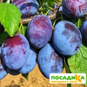 Слива Чачакская ранняя купить по цене от 229.00р. в интернет-магазине «Посадика» с доставкой почтой в в Дегтярске и по всей России – [изображение №1].