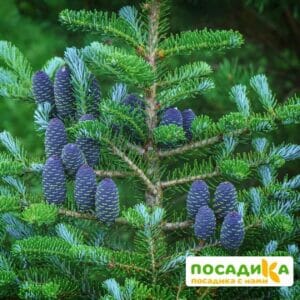 Пихта корейская (Abies koreana) купить по цене от 450.00р. в интернет-магазине «Посадика» с доставкой почтой в в Дегтярске и по всей России – [изображение №1].