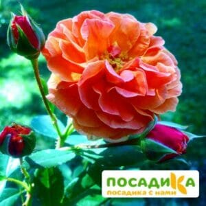 Роза Арабия купить по цене от 350.00р. в интернет-магазине «Посадика» с доставкой почтой в в Дегтярске и по всей России – [изображение №1].