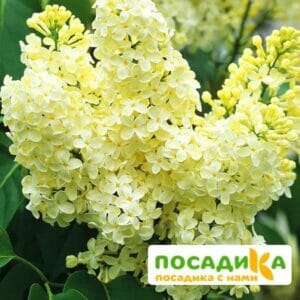 Сирень Примроуз (Primrose) купить по цене от 529.00р. в интернет-магазине «Посадика» с доставкой почтой в в Дегтярске и по всей России – [изображение №1].