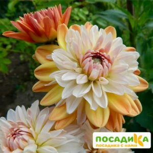 Георгина Коуп де Солейл (декоративная) купить по цене от 400р. в интернет-магазине «Посадика» с доставкой почтой в в Дегтярске и по всей России – [изображение №1].