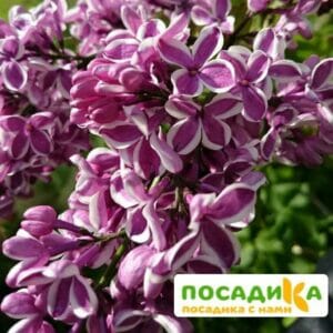 Сирень Сенсация купить по цене от 529.00р. в интернет-магазине «Посадика» с доставкой почтой в в Дегтярске и по всей России – [изображение №1].