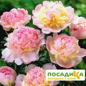 Пион Распберри Сандей (Paeonia Raspberry Sundae) купить по цене от 959р. в интернет-магазине «Посадика» с доставкой почтой в в Дегтярске и по всей России – [изображение №1].