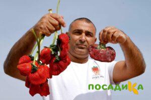 Клубника Гигант Джорнея купить по цене от 266р. в интернет-магазине «Посадика» с доставкой почтой в в Дегтярске и по всей России – [изображение №1].