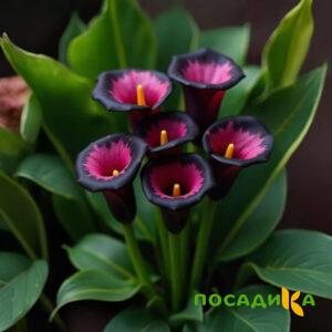 Калла Аура Лейс купить по цене от 400р. в интернет-магазине «Посадика» с доставкой почтой в в Дегтярске и по всей России – [изображение №1].