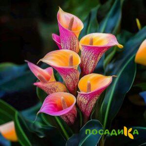 Калла Оникс купить по цене от 450р. в интернет-магазине «Посадика» с доставкой почтой в в Дегтярске и по всей России – [изображение №1].