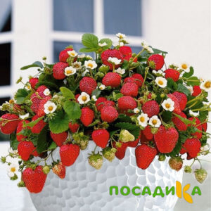 Клубника Рубиновый Шепот (горшечная) купить по цене от 240р. в интернет-магазине «Посадика» с доставкой почтой в в Дегтярске и по всей России – [изображение №1].