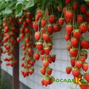Клубника вьющаяся Комплимент купить по цене от 470р. в интернет-магазине «Посадика» с доставкой почтой в в Дегтярске и по всей России – [изображение №1].