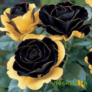Роза Ханни Сикл купить по цене от 700р. в интернет-магазине «Посадика» с доставкой почтой в в Дегтярске и по всей России – [изображение №1].