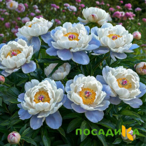 Пион акварельный Этюд купить по цене от 806р. в интернет-магазине «Посадика» с доставкой почтой в в Дегтярске и по всей России – [изображение №1].