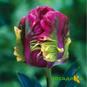 Тюльпан Экзотик Хэвен купить по цене от 186р. в интернет-магазине «Посадика» с доставкой почтой в в Дегтярске и по всей России – [изображение №1].
